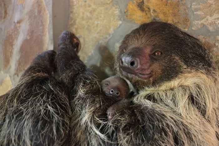 A sloth was born in the Leningrad Zoo - Sloth, Leningrad Zoo, Young, Breeding, For the first time, Positive, Birth, Reproduction, Wild animals, The national geographic, Milota, Video, Longpost