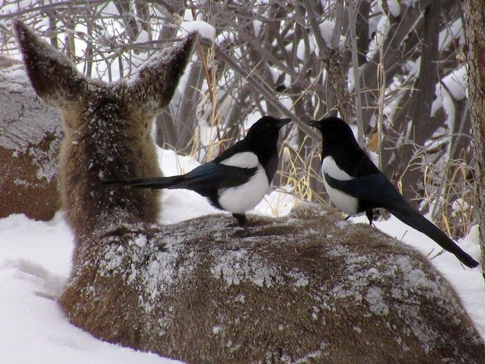 Communication, friendship... - Animals, Nature, Magpie, The photo, Snow, Winter