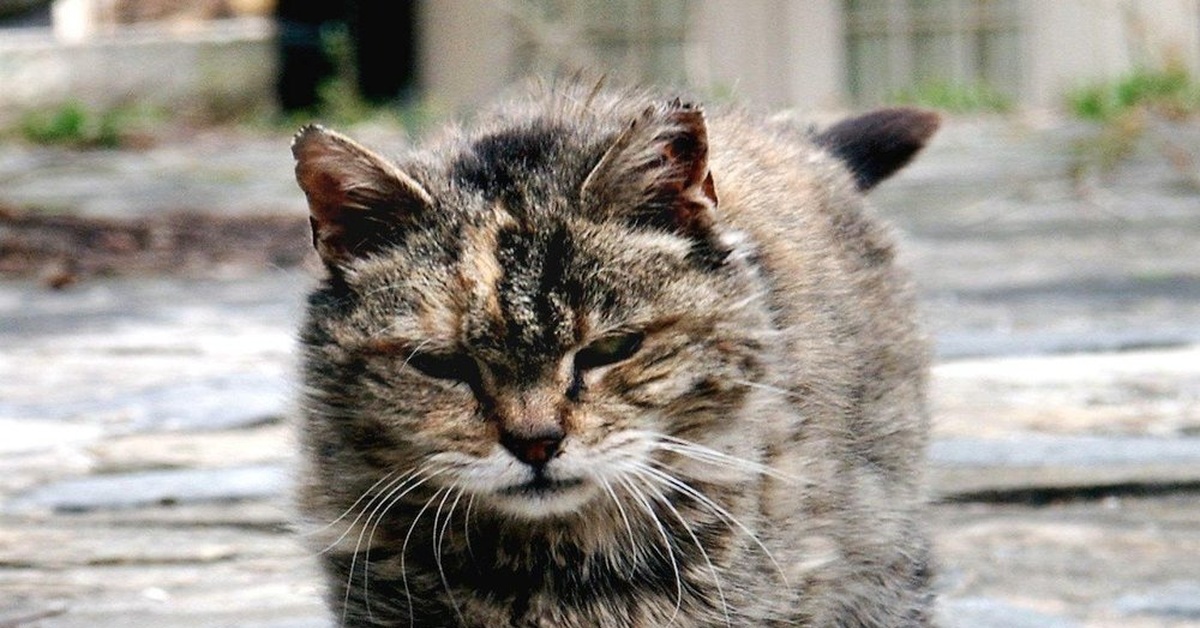 Фото Грязного Кота