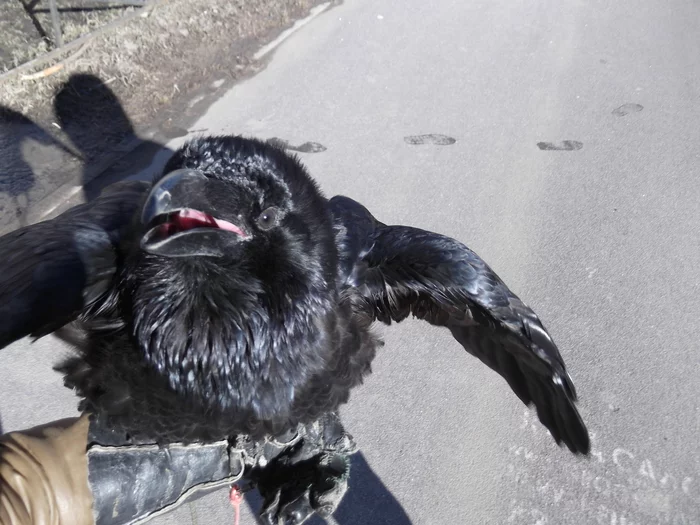 Raven. Solid, dark, sinister.) - My, Milota, Crow, Birds, The photo, Black crows, Humor