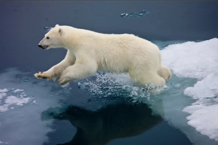Are polar bears and penguins common? - Polar bear, Penguins, The photo, North Pole, South Pole, Mystery, Intelligence, Knowledge, Planet Earth, Planet, Wild animals, Animals, Living Planet