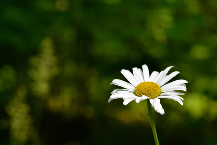 chamomile - My, The photo, Nature, The nature of Russia, Chamomile, Flowers, Minimalism