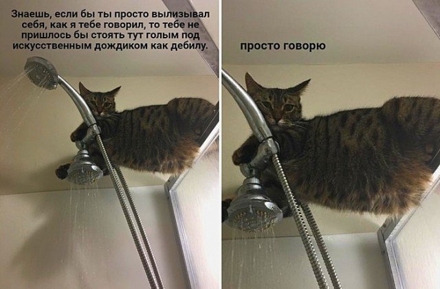 Just saying - Memes, Picture with text, Humor, cat, Shower