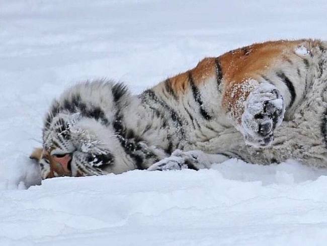 Handsome man in the snow - Animals, Belgorod, New Year, Symbol of the year, Longpost, Tiger, Big cats, Cat family, Predatory animals, Wild animals, Zoo, Year of the tiger