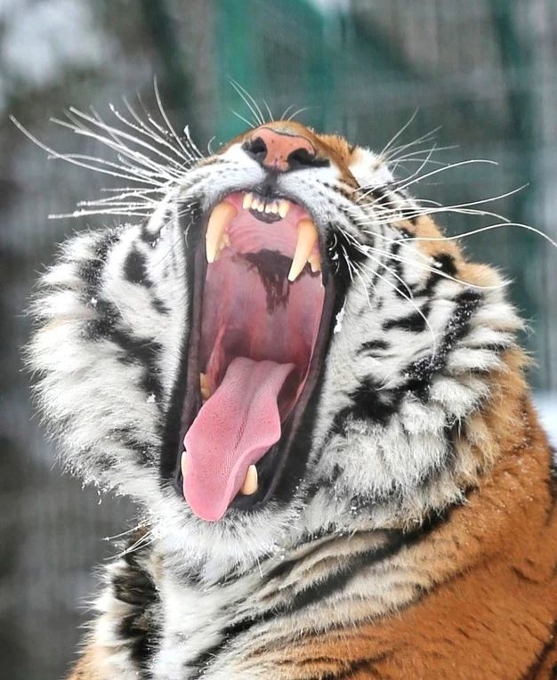 Handsome man in the snow - Animals, Belgorod, New Year, Symbol of the year, Longpost, Tiger, Big cats, Cat family, Predatory animals, Wild animals, Zoo, Year of the tiger