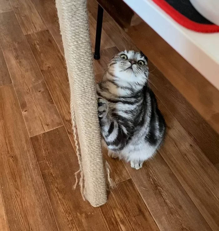 Wow how I love scratching post - My, cat, Kittens, Milota, Scottish lop-eared, Pets, Paws, Fluffy, Scratching post