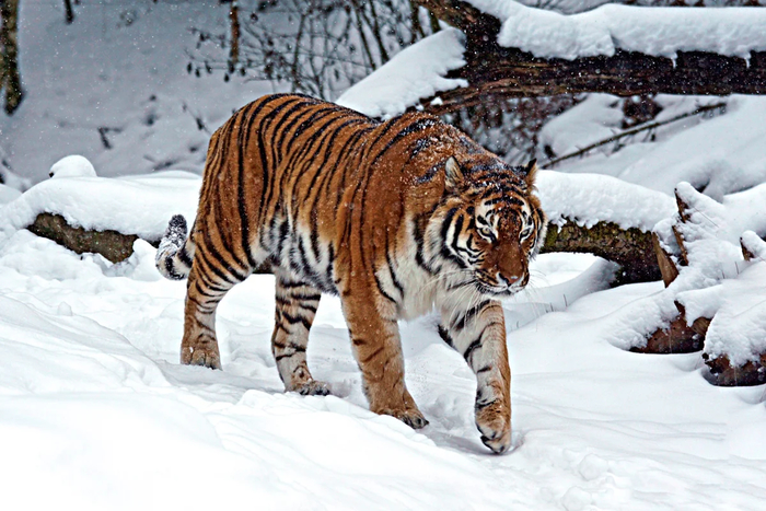 Continuation of the post Near Luchegorsk, an employee of the detention center shot down an Amur tiger to death - Amur tiger, Knocked down, Negative, Luchegorsk, Village, Primorsky Krai, Big cats, Cat family, Predatory animals, Wild animals, Road safety, Tiger, Rare view, Red Book, Дальний Восток, Incident, Road accident, Clarification, Prosecutor's office, Protection of Nature, Reply to post