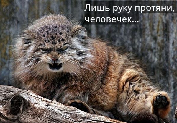 ������� ����