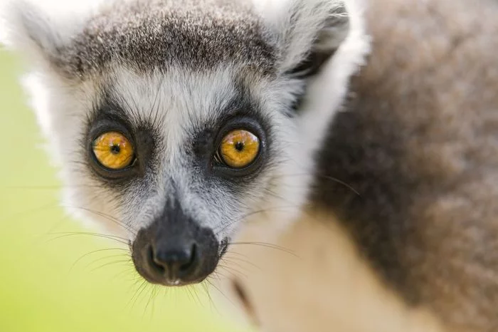 Cat lemurs - Feline lemur, Lemur, Primates, Wild animals, Zoo, The photo, Longpost, Young