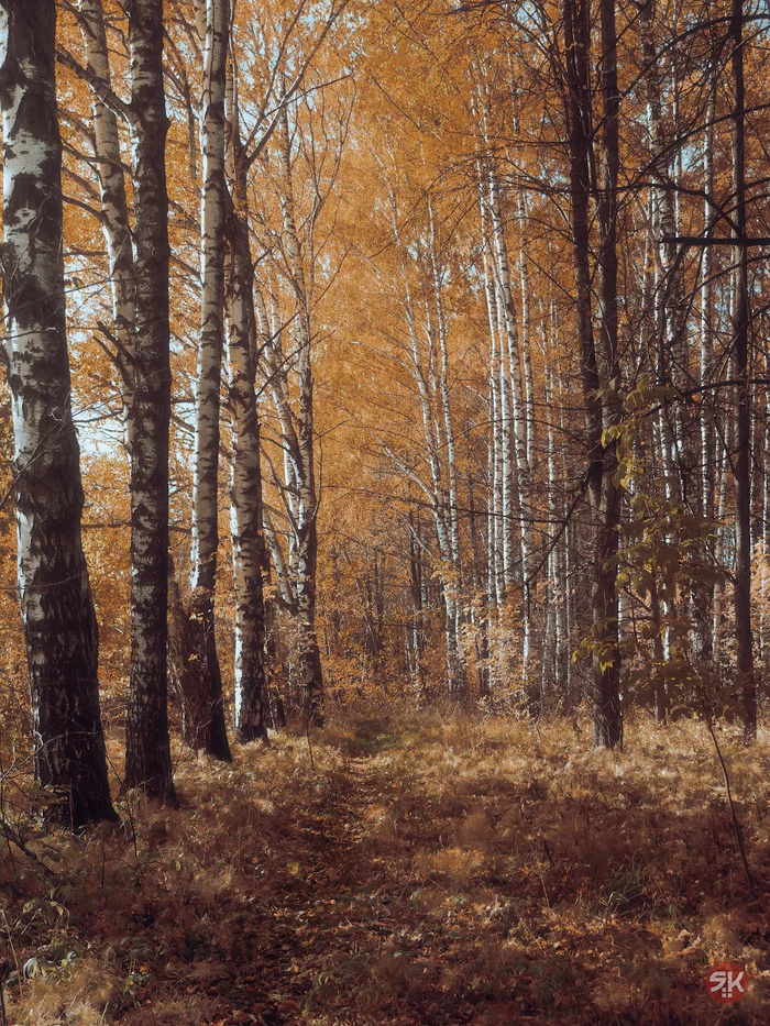 Path in the forest - My, The photo, Olympus, Nature, Landscape, Autumn, Path, Birch, Forest