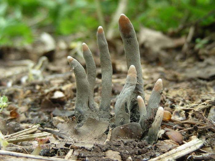  Xylaria polymorpha, ,    