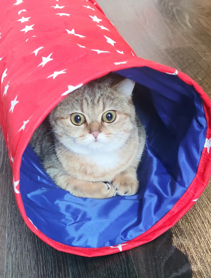 Просто кошка в туннеле