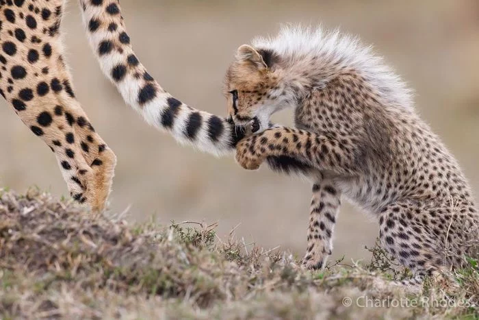 Favorite toy - Cheetah, Small cats, Cat family, Predatory animals, Wild animals, wildlife, Reserves and sanctuaries, Masai Mara, Africa, The photo, Young, Tail, Animal games, Kus