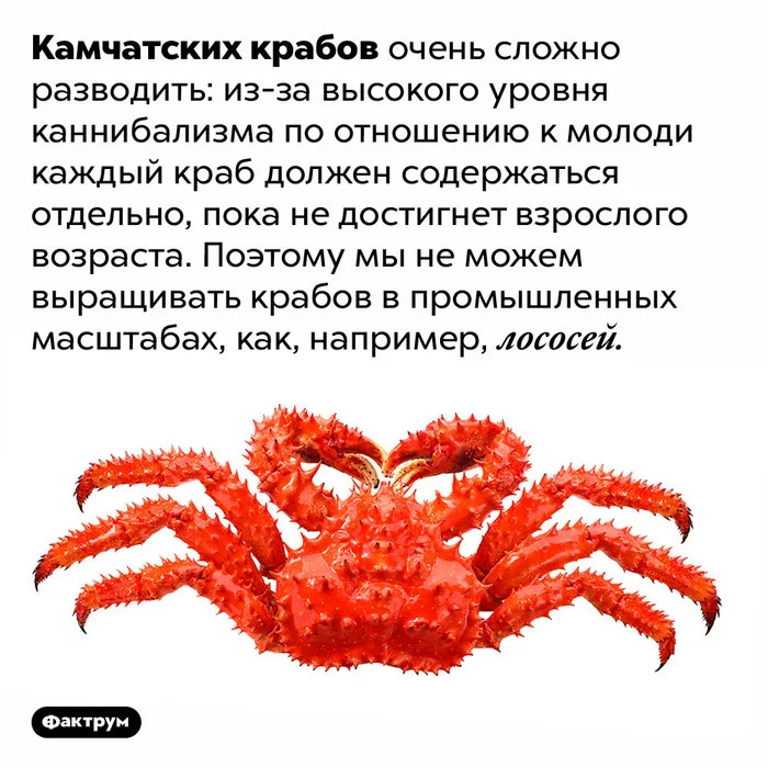 Interesting facts about crabs - Informative, A selection, Facts, Factrum, Crab, Longpost