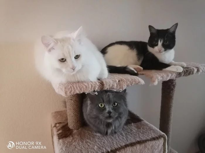 Кошколампа - Моё, Домашние животные, Кот