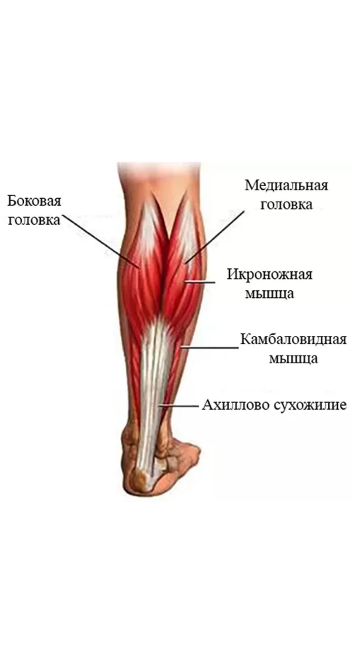 Растяжка икроножной и камбаловидной мышцы