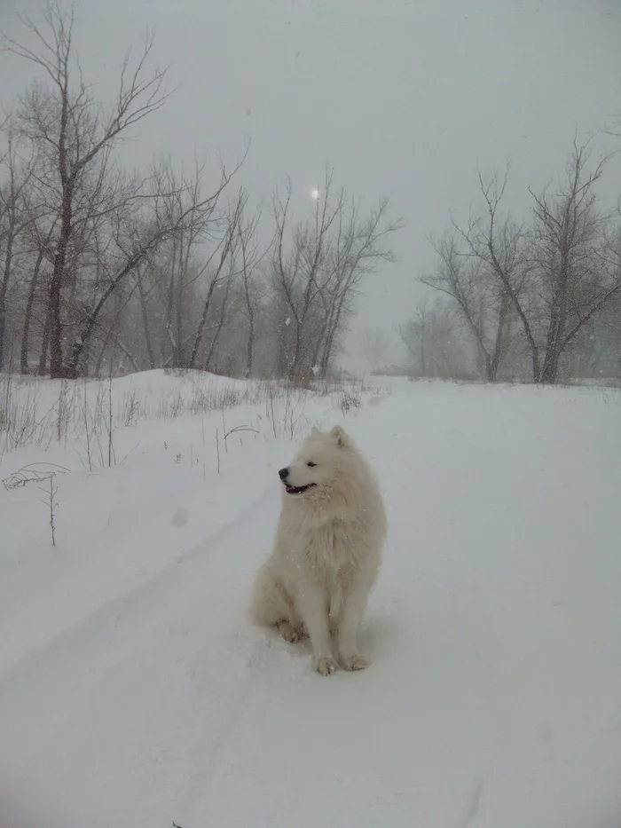 White Samoyed on white snow under the white moon - My, Samoyed, Dog, Volzhsky, Dog North, The photo, Walk