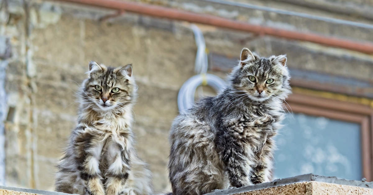 Кот ев. Коты Евпатории. Кот продает Рыбов.