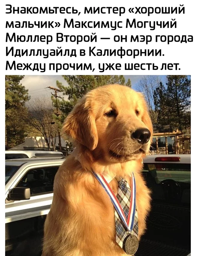 When people are right - Picture with text, Dog, Mayor, Kindness, Funny, Repeat, Longpost