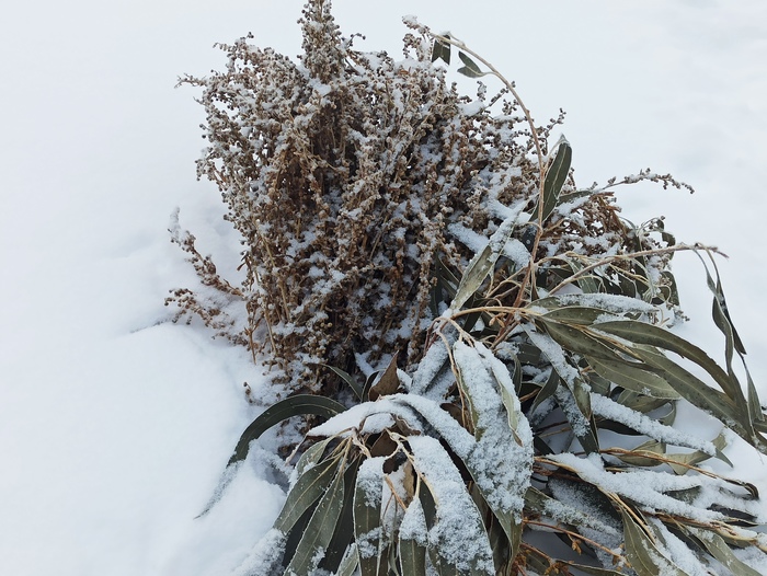 Банный веник из полыни. Предостережение