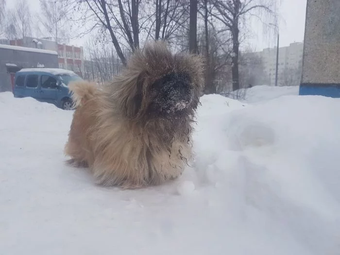 Друга больше нет - Моё, Собака, Смерть