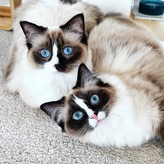 Twins - The photo, Pets, Fluffy, cat, Small cats