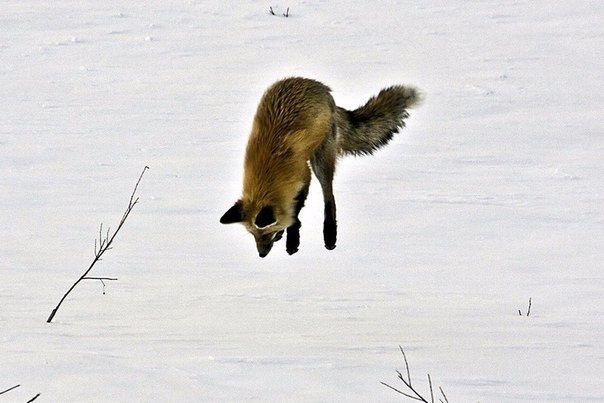 How a Fox Tries to Catch a Mouse in the Snow - The photo, Interesting, Mouse, Fox, Snow, Mouse-bending