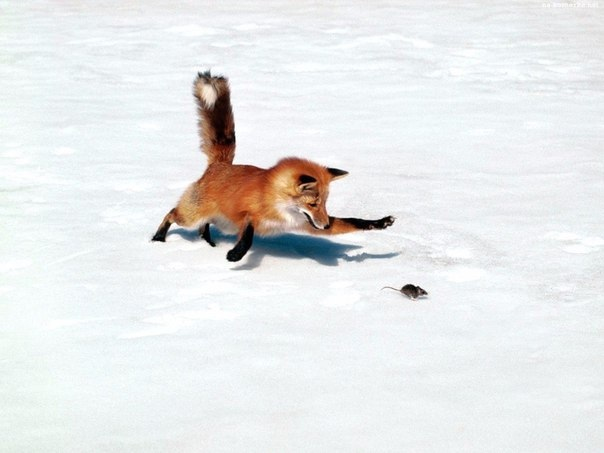 How a Fox Tries to Catch a Mouse in the Snow - The photo, Interesting, Mouse, Fox, Snow, Mouse-bending