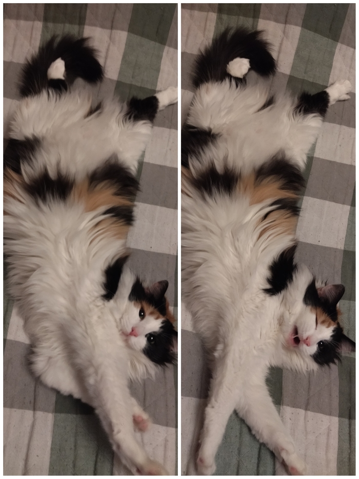 Кошкозавр вам в ленту)