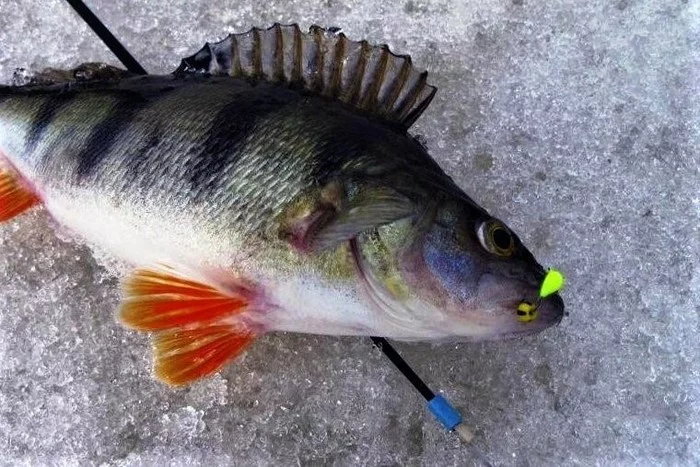 WHERE TO CATCH BASS ON A CATCHABLE MORMYSHKA - My, Fishing, Perch, Winter fishing, Mormyshka, Lake, Ice, Video blog, Video