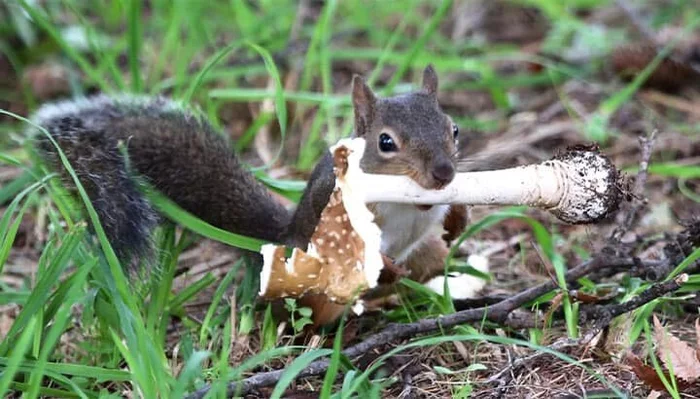 Japanese squirrels are addicted to fly agarics - Japanese Squirrel, Fly agaric, Eating, Japan, Squirrel, Rodents, Poisonous plants, Poisonous mushrooms, Mushrooms, The national geographic, University, Research, Scientists, Japanese scientists, The science, Evolutionary biology