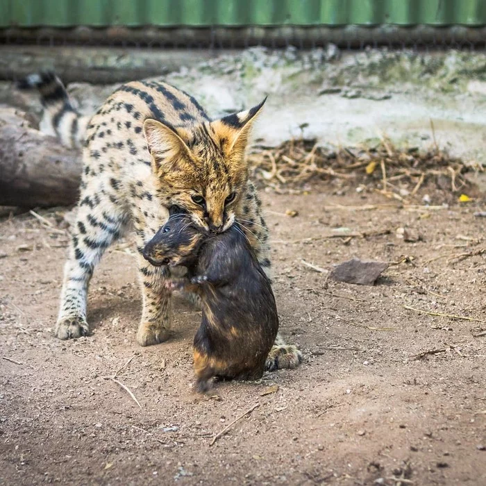 Small but harsh - Serval, Small cats, Cat family, Predatory animals, Wild animals, Zoo, The photo, Mining, Rodents, Young