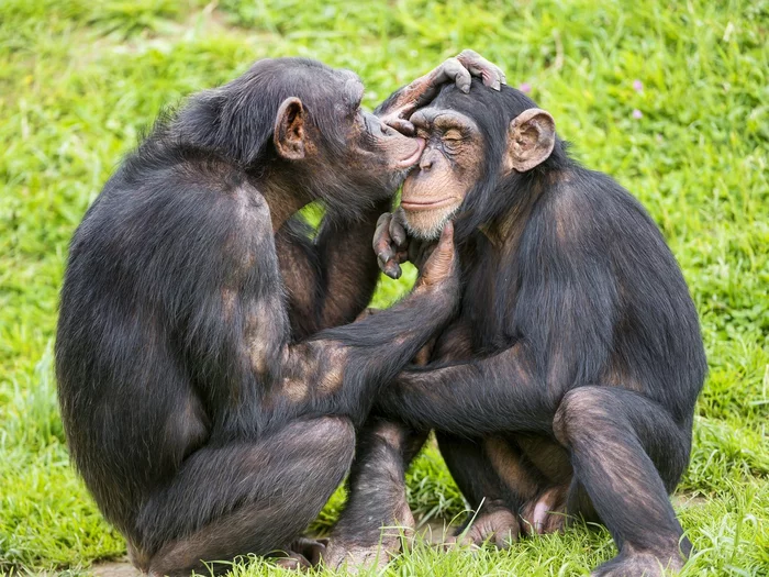 Chimpanzees have learned to treat their wounds with insects - Chimpanzee, Insects, Self-medication, Primates, Wild animals, Gabon, Africa, Middle Africa, Zoology, Scientists, University, Osnabruck, Germany, wildlife, National park, Longpost