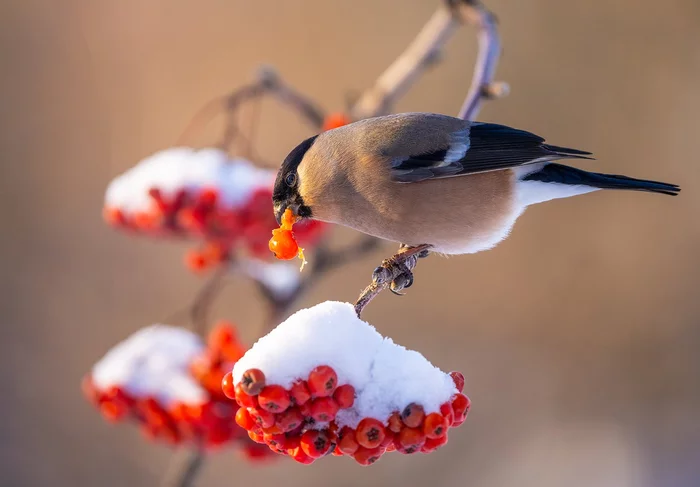 A female bullfinch on a rowan branch feasts on berries - Bullfinches, Female, Family finchidae, Passeriformes, Songbirds, Birds, The national geographic, beauty of nature, The photo, Rowan, Snow, Winter