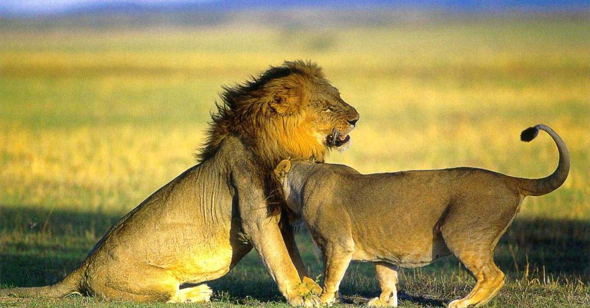 Половое спаривание. Спаривание. Лев и львица. Львы спариваются. Что такое брачные игры у зверей.