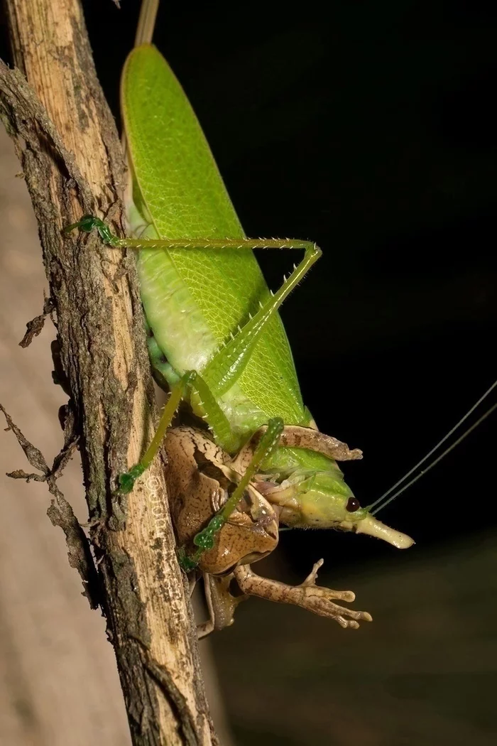 A grasshopper eats a frog. The famous children's song at this moment played with other colors ... - Grasshopper, Frogs, Horror, Thriller, Song, Insects, Amphibians, Humor, Extremely black humor
