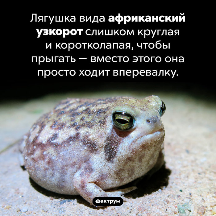     43 , , , ,   , 