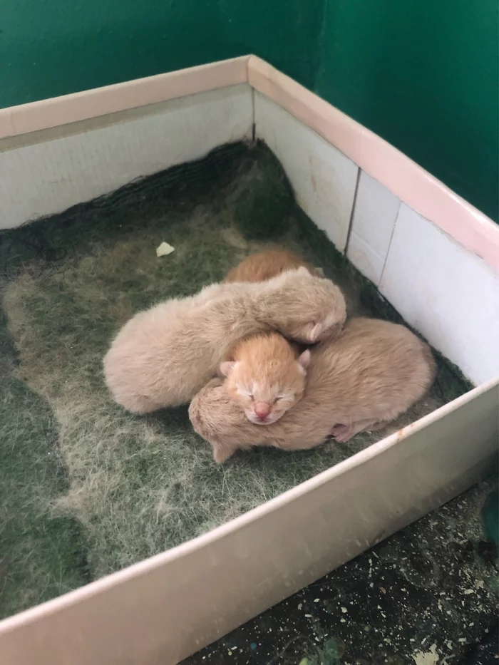 Kittens from a beauty (a cat was born in the entrance to Klimovsk, these crumbs are looking for a home) - My, Kittens, Helping animals, Klimovsk, Bulletin board, Longpost, cat, No rating, In good hands