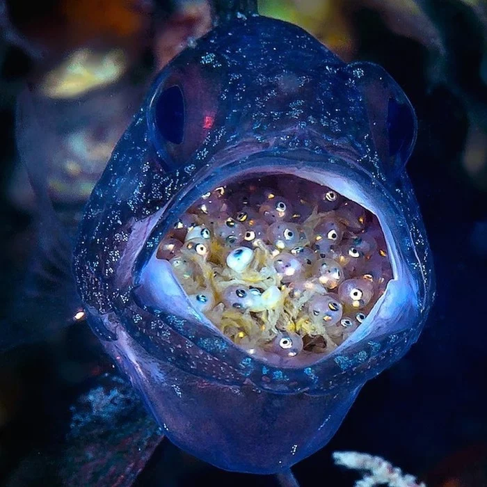 Look what's in my mouth! - A fish, Caviar, Incubation, Sea, Under the water, The photo