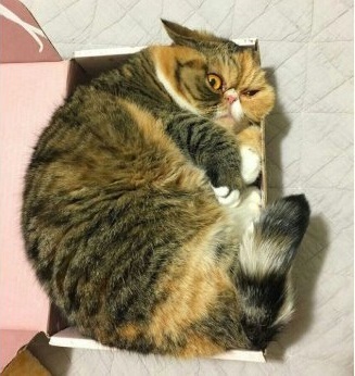 Cat, are you okay? - Narmaalna - cat, Box