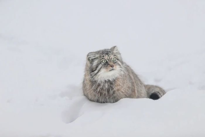 Find a cat in the snow!) - Fluffy, Cat family, Wild animals, Rare view, Predatory animals, Small cats, Pallas' cat, Pet the cat, Japan, Yokohama, Yokohama, Zoo, Longpost