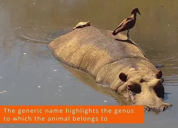 Just a hippopotamus rests, and a bird and a turtle rest on it. - beauty, Interesting, hippopotamus, Endangered species, Wild animals, Red Book, Funny animals, Milota, Communication, Nature, wildlife, Turtle, Unusual, Harmony, Birds, What's happening?, What kind of bird?