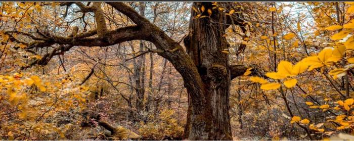 In Germany, clear the untouched 1000-year-old forest, for the installation of wind turbines - Politics, Germany, Ecology, Greenpeace, Green, Energy, Wind generator, Forest, European Union, Longpost