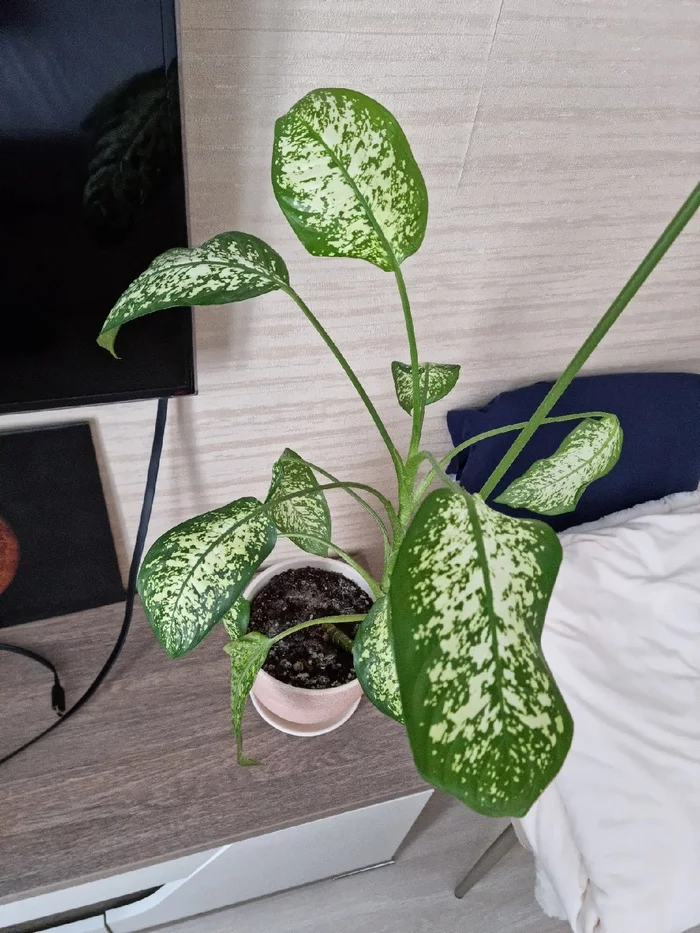 Help with the plant - Houseplants, Help, Care and maintenance, Longpost