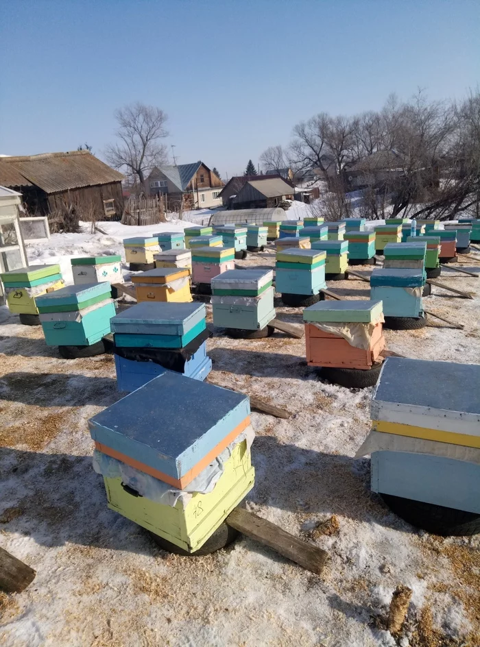 When and why does the beekeeper feed the bees? - My, Apiary, Bees, Honey, Nature, Personal space, Personal subsidiary farm, Longpost, Beekeeping