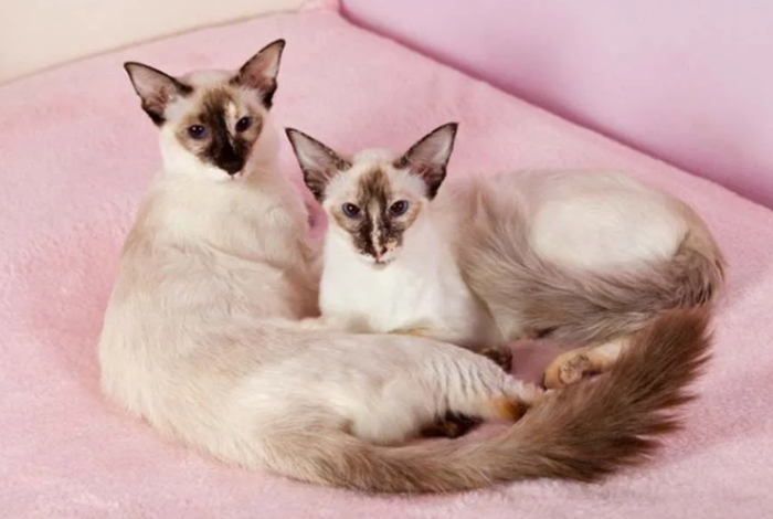 Балинезийская кошка