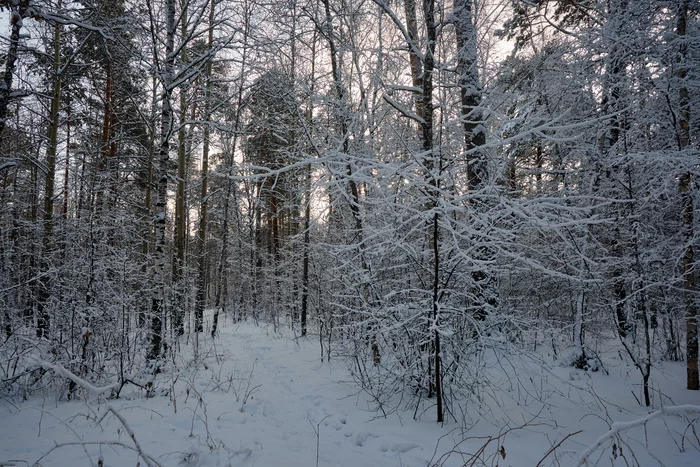 A little bit of Siberian winter - My, Siberia, Winter