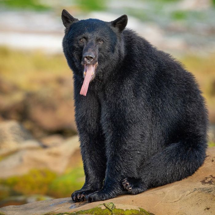 Baribal - Black Bear, The Bears, Predatory animals, Wild animals, wildlife, Vancouver Island, North America, The photo, Language