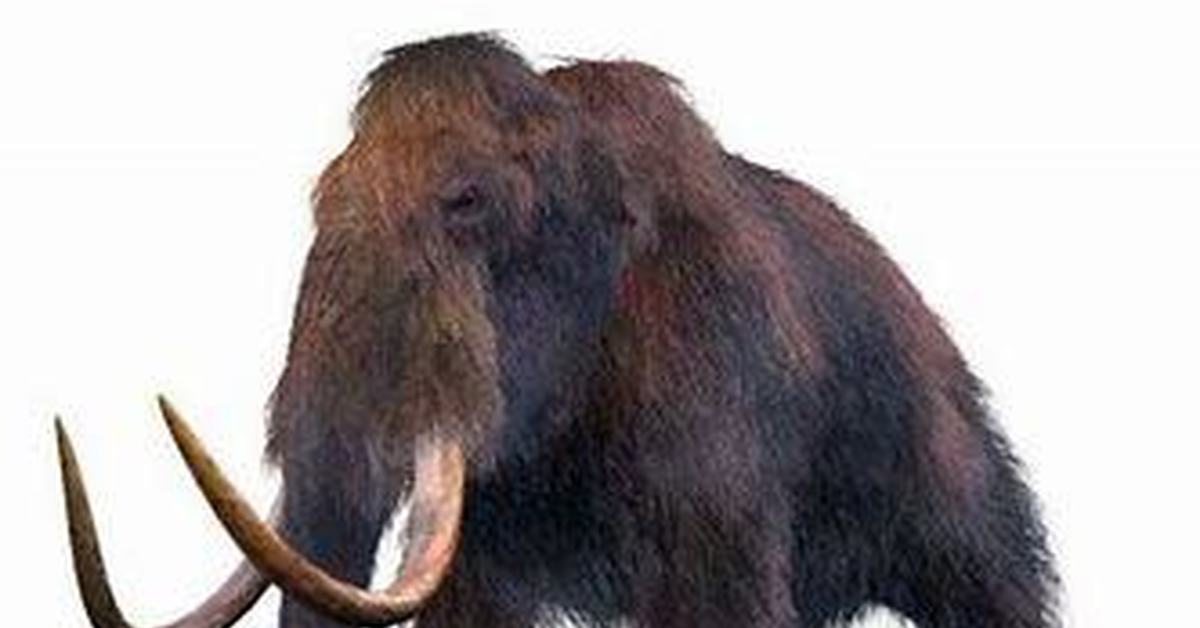 Мамонт это млекопитающее или нет. Columbian mammoth колумбийский мамонт. черный мамонт. волосатый мамонт. шерстистый носорог.