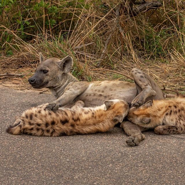 Lunch break - Hyena, Spotted Hyena, Predatory animals, Wild animals, wildlife, Kruger National Park, South Africa, The photo, Young, Feeding